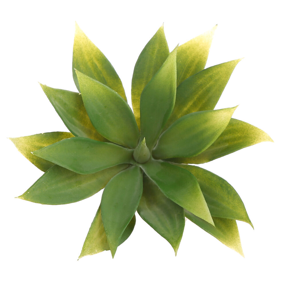Suculenta Artificial image number 0.0